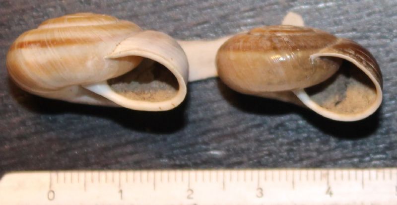 Chilostoma da identificare